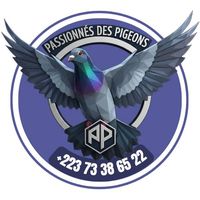 passiondespigeons