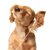 original sound - lickidee