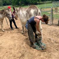 gypsyharrisonfarrier