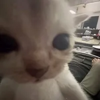 original sound - cqmeencantan