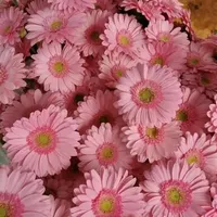 original sound - katia9388