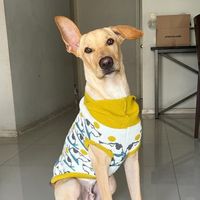 perrito_gaston