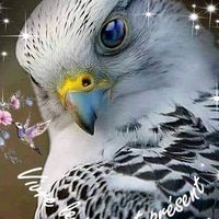 son original