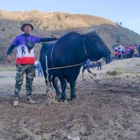 gustavohuancaflor