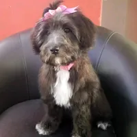 original sound - gabriela...cm