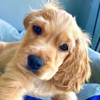ollie_bigpaws