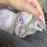 chloechlohoe63702