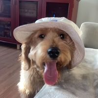 toastthenarcolepticdoodl