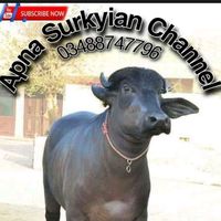 zeeshan19620