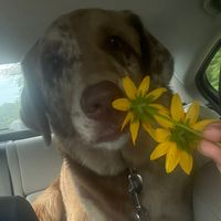 skye_aussiedor