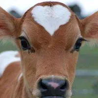 original sound - noom..na..2565