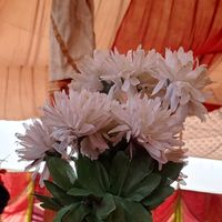 meer_suhryani