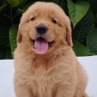 soydiorgolden