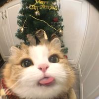 fan_de.navidad0