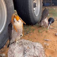 الصوت الأصلي