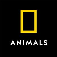 original sound - Nat Geo Animals