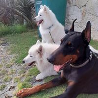 dobermanandsamoyed