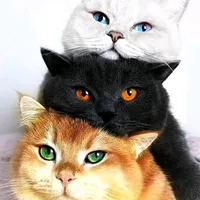 original sound - cat_loversam