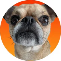 I was born a dog