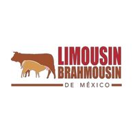 limousinbrahmousin