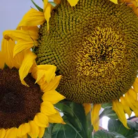 original sound - gonzaleslia2