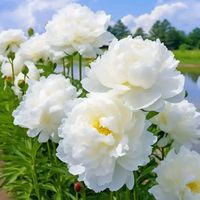 original sound - peony