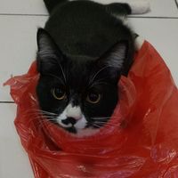 suara orisinal
