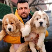 alabai_ahmetyavuz