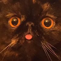 musettetheblepcat