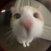 rxessii
