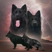 dogslover__0
