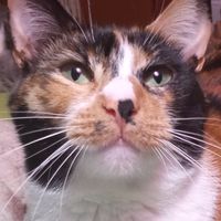 las_aventuras_de_manchi