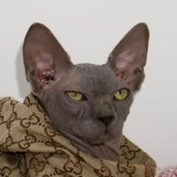 sphynxmiami