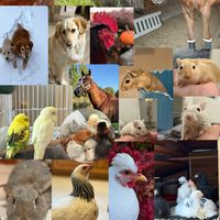 sophiaandheranimals