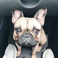 frenchiemilla