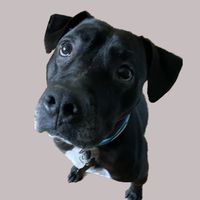 bravotherescuepup