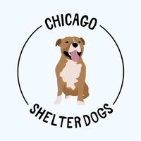 chicagoshelterdog