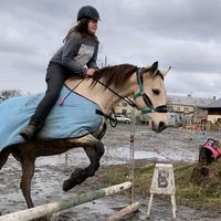 kesha_the_horse