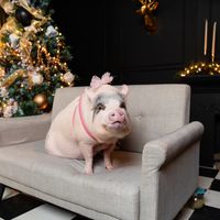 kiraporkbelly
