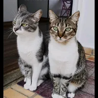 original sound - .vidafelina