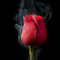 original sound - edi_son2499