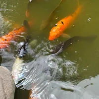 original sound - soupiscool34