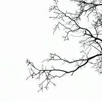 original sound - daniel_wz4