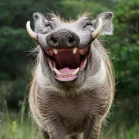 original sound - luca_ponera