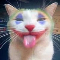 meow66._