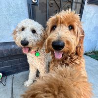 thadoodlesisters_