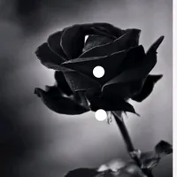 original sound - user13965611567064