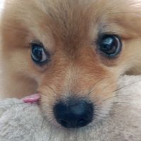 puppap49