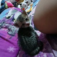 suara asli - f|