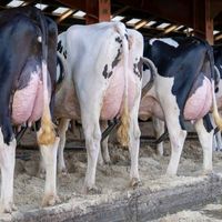 pioneerdairyconsult